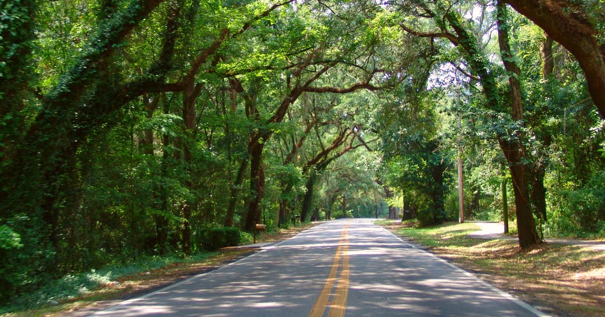 Riding on Tallahassee’s Nine Canopy Roads
