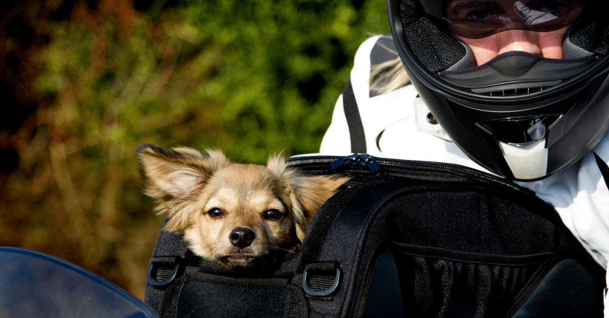 The Los Angeles Motorcycle Poker Run to Benefit Service Animals
